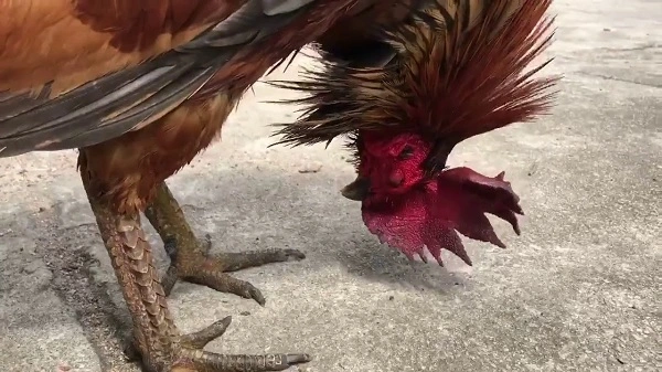 Gà đá vảy rồng chiến có hay không?