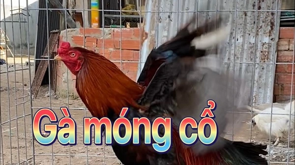 Gà Móng cổ là gì?