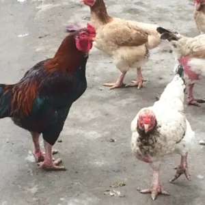 Đặc điểm nổi bật của giống gà Móng cổ