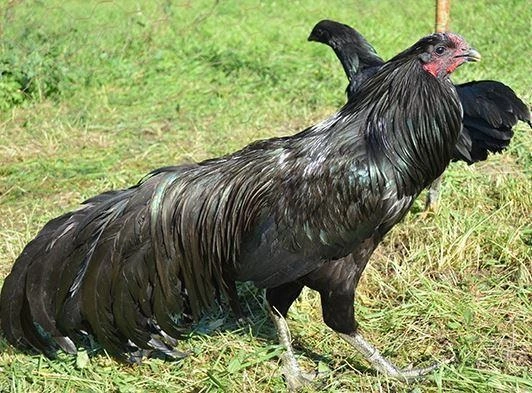 Giống gà bản địa đảo Sumatra