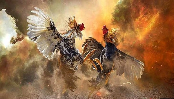 Luật chơi đá gà thomo diễn ra vô cùng nghiêm ngặt