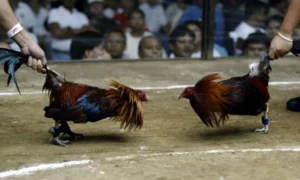 Đà gà cựa sắt