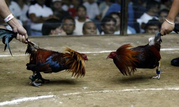 Đà gà cựa sắt