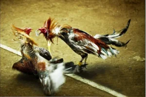 Luật chơi đá gà tre ở miền Nam