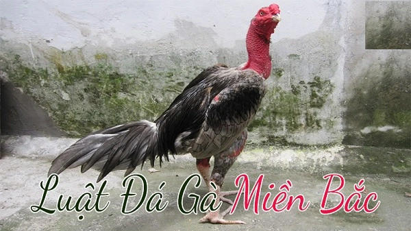 Luật thi đấu đá gà ở miền Bắc