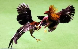 Luật chấp đá gà miền Trung