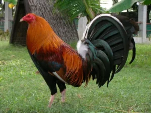 Lưu ý chữa trị vết thương cho gà khi bị dính cựa
