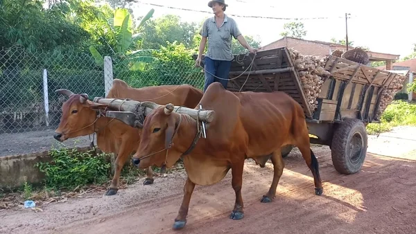 Giấc mơ thấy bò kéo xe