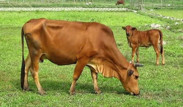Giấc mơ thấy bò vàng