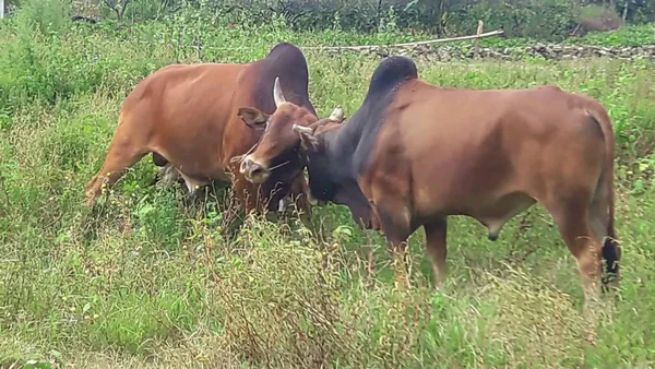 Mơ thấy bò húc