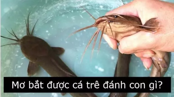 Mơ thấy bắt cá trê đánh con gì?