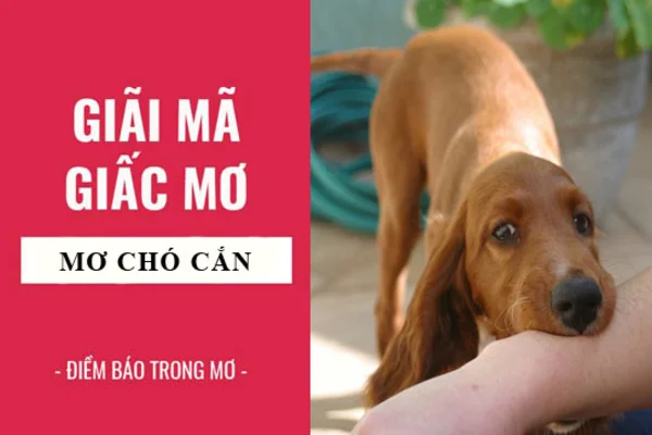 Nằm mơ thấy chó cắn, anh em lô đề thủ đánh con gì thắng lớn?