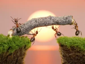 Kiến là một loại vật nhỏ bé nhưng rất chăm chỉ và đoàn kết