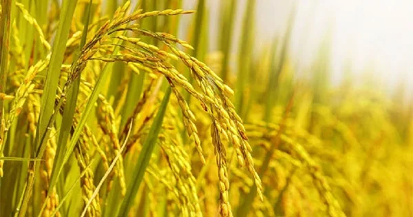 Giấc mơ thấy lúa chín thường mang ý nghĩa tích cực