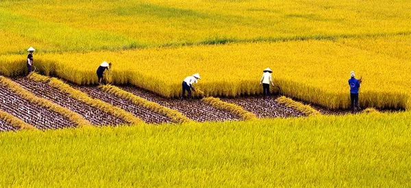 Mơ thấy gặt lúa chín