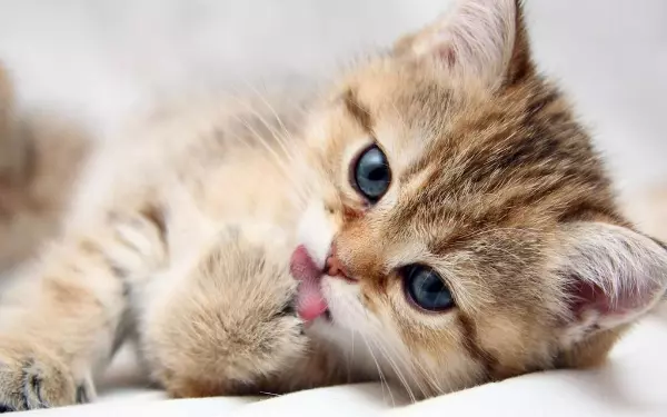Mỗi giấc mơ bị mèo cắn sẽ mang một điềm báo và ý nghĩa khác nhau