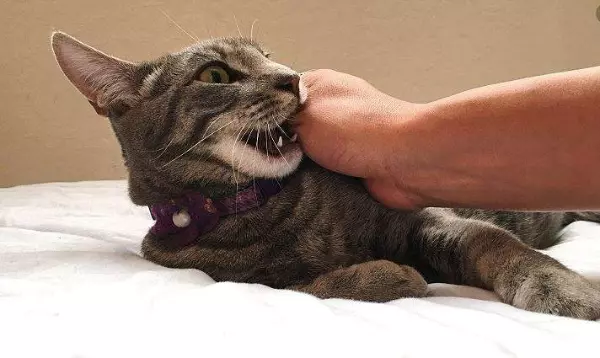 Chiêm bao thấy mèo đen cắn vào tay báo hiệu bạn đang bị dụ dỗ vào con đường sai trái