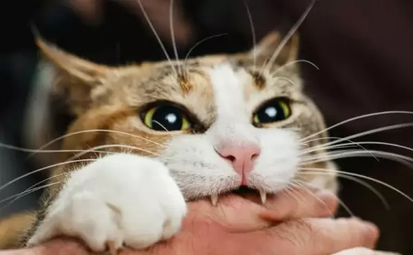 Mơ thấy mèo cắn vào cổ là bạn đang gặp vấn đề trong chuyện tình cảm