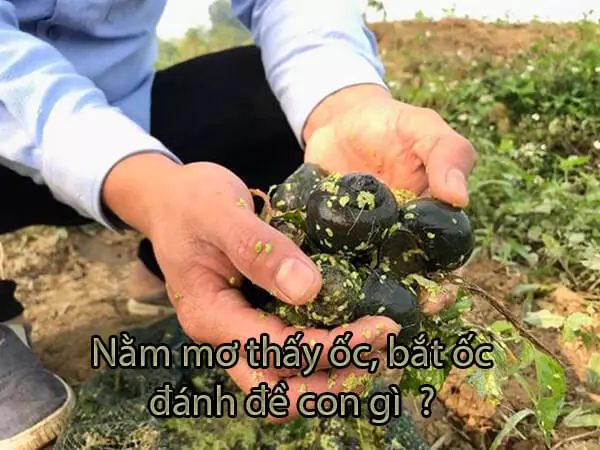 Nằm mơ thấy ốc bị chết mà một điềm báo xấu