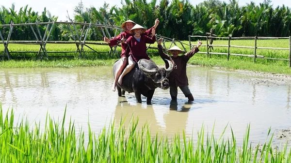 Giấc mơ cưỡi trâu