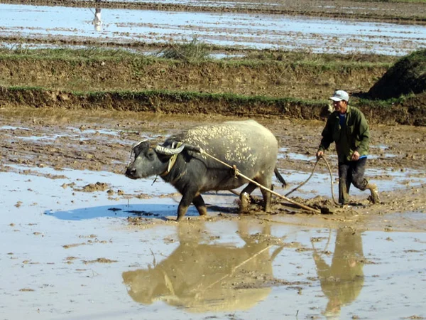 Giấc mơ trâu cày ruộng