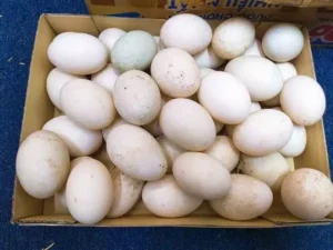 Điềm báo chiêm bao thấy trứng vịt