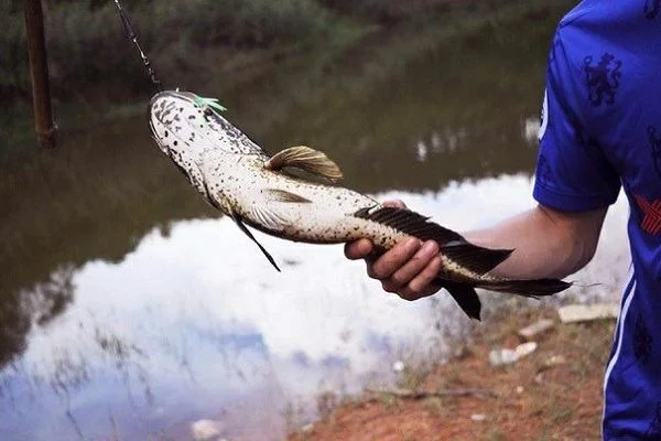 Giải mã giấc mơ bắt thấy cá lóc