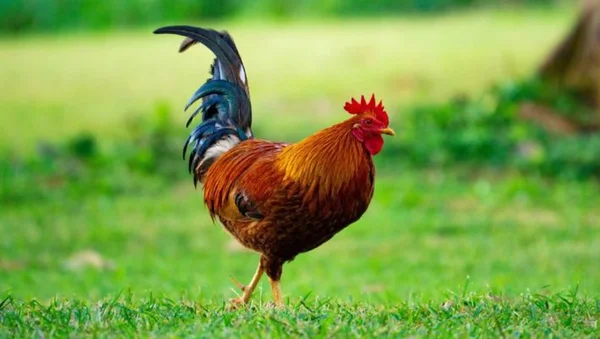 Con gà luôn là biểu tượng cho sự may mắn