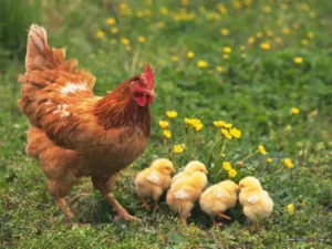 Giải mã những giấc mơ liên quan tới con gà