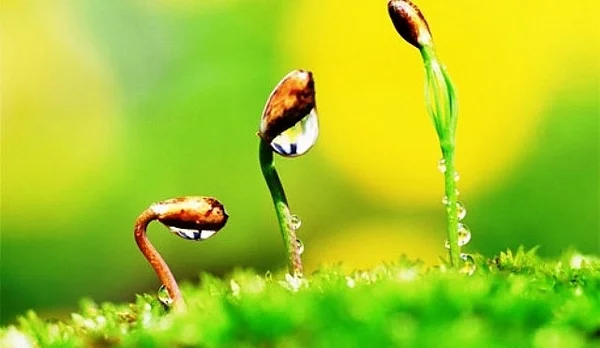 Số 40 mang đến sự khởi đầu mới tốt đẹp như những chồi non đang vươn lên