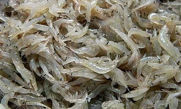Mơ thấy tôm và tép là tín hiệu cho thấy bạn sẽ phải lựa chọn giữa lý trí và tình cảm khi ra quyết định