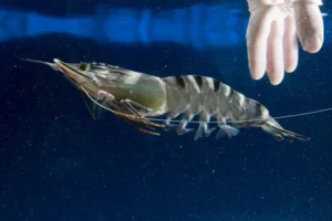 Mỗi giấc mơ về tôm lại báo hiệu người chiêm bao một con số may mắn riêng