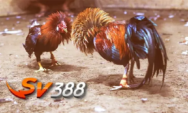 Nhà cái đá gà online SV388