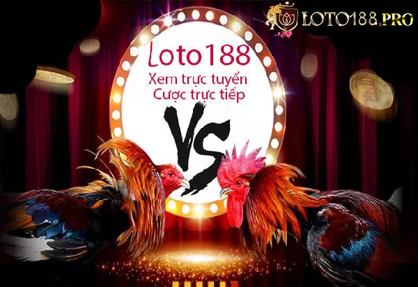 Nhà cái đá gà online Loto188 có sức ảnh hưởng cao